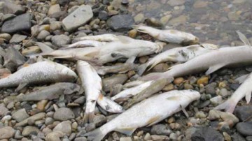 Sute de peşti morţi la malul Dunării